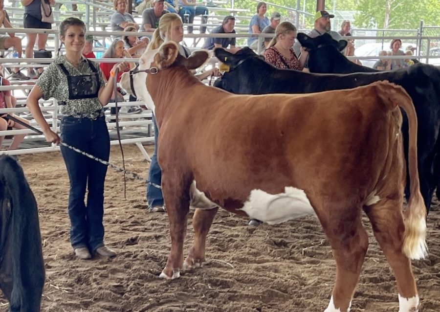 Sophomore+Inaya+Chishti+shows+her+cow%2C+Rosie%2C+at+last+year%E2%80%99s+Washington+Town+%26+Country+Fair%2C+where+she+won+first+place.+After+having+a+great+season+with+Rosie%2C+Chishti+has+looked+forward+to+showing+Rosie+and+her+baby%2C+a+cow-calf+pair%2C+because+she+has+never+shown+the+same+animal+twice+in+a+row.+%E2%80%9CIt%E2%80%99s+just+a+lot+of+work+that+you+pour+into+this+one+animal%2C+and+then+you+dont+get+to+show+them+again+because+its+a+lot+on+the+animal.+And+so+we+normally+just+let+them+go+into+the+field%2C+but+Rosie+was+a+really+good+show+animal.+She+showed+herself%2C+%5Band%5D+I+didnt+need+to+be+there.+I+could+let+go+of+the+halter+and+just+scratch+her%2C+and+she+would+just+stand+there%2C%E2%80%9D+Chishti+said.+%E2%80%9CIm+excited+%5Bto+show+her%5D+because+I+love+her%2C+and+shes+actually+named+after+me.+My+middle+name+is+Rose.%E2%80%9D