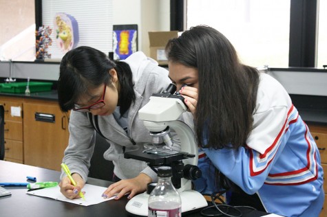 Junior Tina Tang and her lab partner junior Breahna Lopez study hair samples in Forensics.