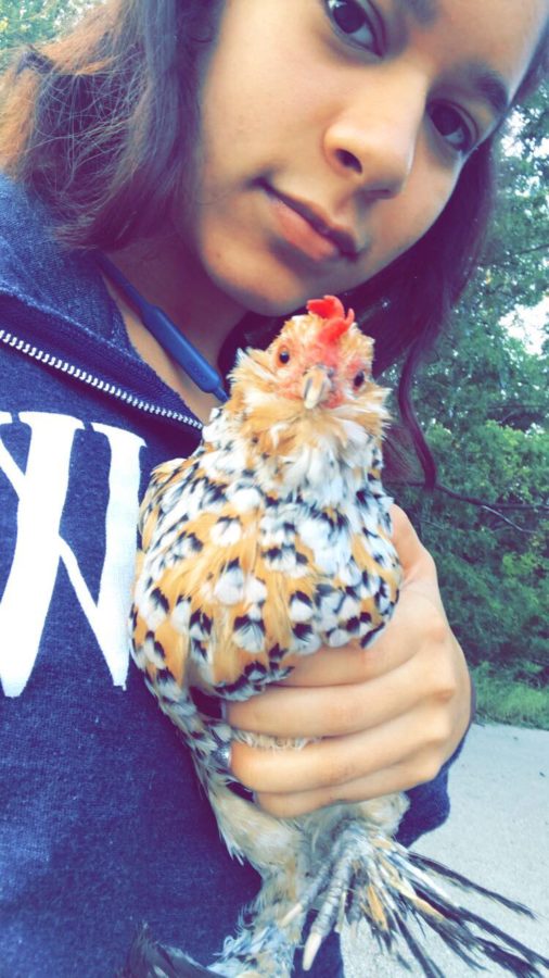 Junior Megan Roberts takes a picture with a chicken she took care of at South Tech.