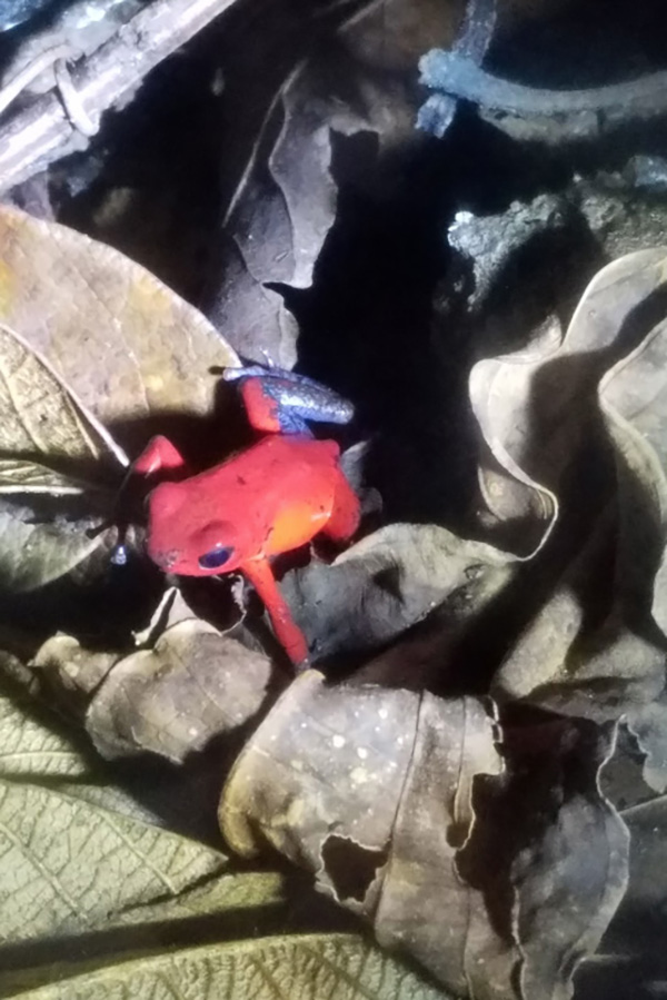 A strawberry poison frog found in Monteverde. They are toxic to touch due to the poison being on their skin.