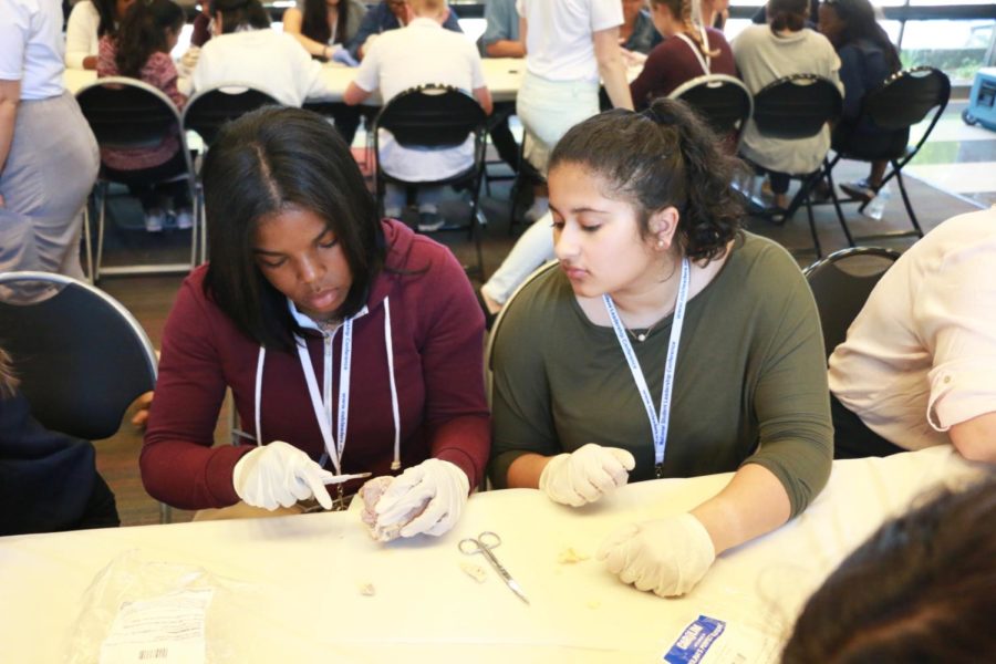 Watching her group member suture a chicken breast, junior Umeera Farooq learns more about the medical field of surgery. Being able to do hands-on work helped Farooq solidify her passion for medicine and learn about different aspects of the field. “I want to go into medicine for sure. This camp opened my eyes to the variety of opportunities in the surgery field. Instead of just being interested in being a surgeon, now I’m thinking of anesthesiology or being an OBGYN,” Farooq said.