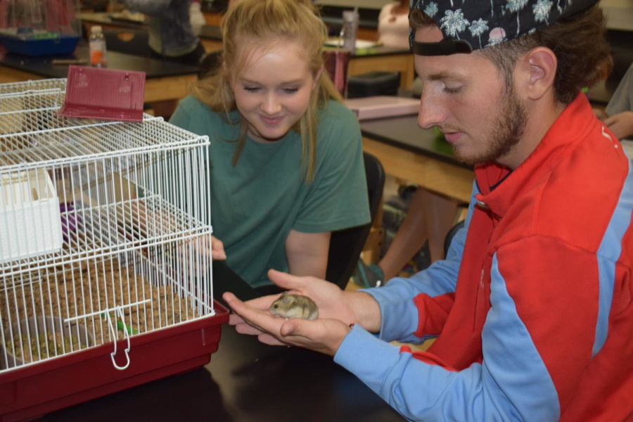 After buying a hamster, cage and food for Zoology class, seniors Jaina Mahaffey and Will Schuchardt play with their new dwarf hamster Puffs. Puffs is fed a mixture of nuts and seeds along with the generic food Petsmart provided. We named our hamster Puffs because there is another hamster identical to ours named Coco, so its like the cereal Cocoa Puffs, Schuchardt said. 