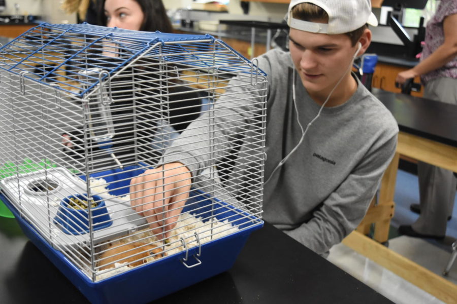 Feeding his Syrian-long haired hamster Keke seeds and nuts, junior Joel Ottensmeyer gets ready to start class. Learning about new animals was the main reason for Ottensmeyer taking this class. “Zoology is really fun because you get to mess around with the animals and you actually learn so much,” Ottensmeyer said. “They have hamsters, gerbils, guinea pigs, lizards, snakes and chinchillas. We also got to feel and look at jellyfish, which was cool.”