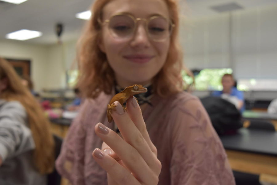 Sitting in Zoology, senior Kristin Priest holds her Crested Gecko during a lesson. Zoology students brought their pets to class in order to learn more about the different species. “It’s so fun and so therapeutic because [during] the whole class period while youre taking notes you can have your animal out on your desk and play with it,” Priest said. “Its relaxing because you get to take notes and pet a guinea pig at the same time.”