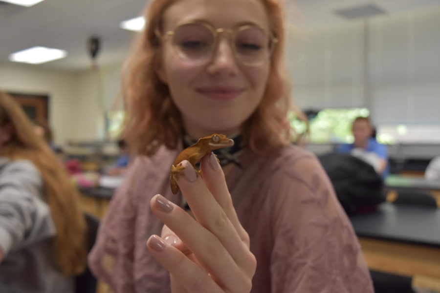 Sitting in Zoology, senior Kristin Priest holds her Crested Gecko during a lesson. Zoology students brought their pets to class in order to learn more about the different species. “It’s so fun and so therapeutic because [during] the whole class period while you're taking notes you can have your animal out on your desk and play with it,” Priest said. “It's relaxing because you get to take notes and pet a guinea pig at the same time.”