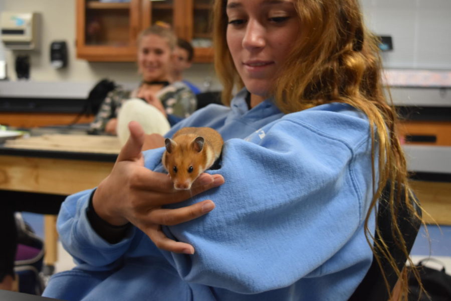 Senior Maria Licavoli shows classmates her hamster Chili while preventing him from escaping her grasp. Licavoli took Zoology to further her learning for her hopeful future profession of a veterinarian. “I want to be a veterinarian when Im older because I love animals and Zoology really is a great intro because your learning about animals. I just really love animals,” Licavoli said.  