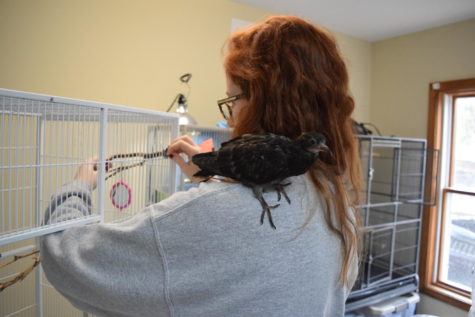 Junior Carly Anderson readjusts a branch for the birds to hang on. Even though Anderson is busy, she had to comfort one distraught bird so she could focus. “There’s a really young pigeon that just sits in his cage and cries until someone takes him out and holds him,” Anderson said. “One day there was a lot of work to do, so no one had time to sit and pay attention to him, but he just kept crying and crying so eventually I just put him on my shoulder and let him watch me work.” 