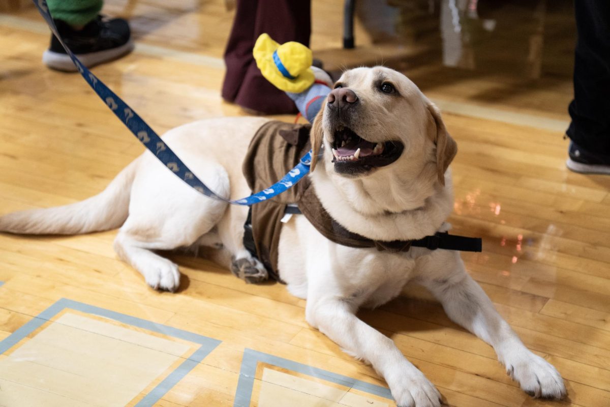 Carefully observing his surroundings, Banyan keeps up the positivity and excitement at the event. Sophomore Kylie Major reflected on Banyan's overall impact on school events like Trunk ot Treat. “As a member of Banyan Fan Club, I really enjoy seeing him at our school events, and I see him making kids feel a sense of peace because they enjoy [a dog’s] presence,” Major said. 