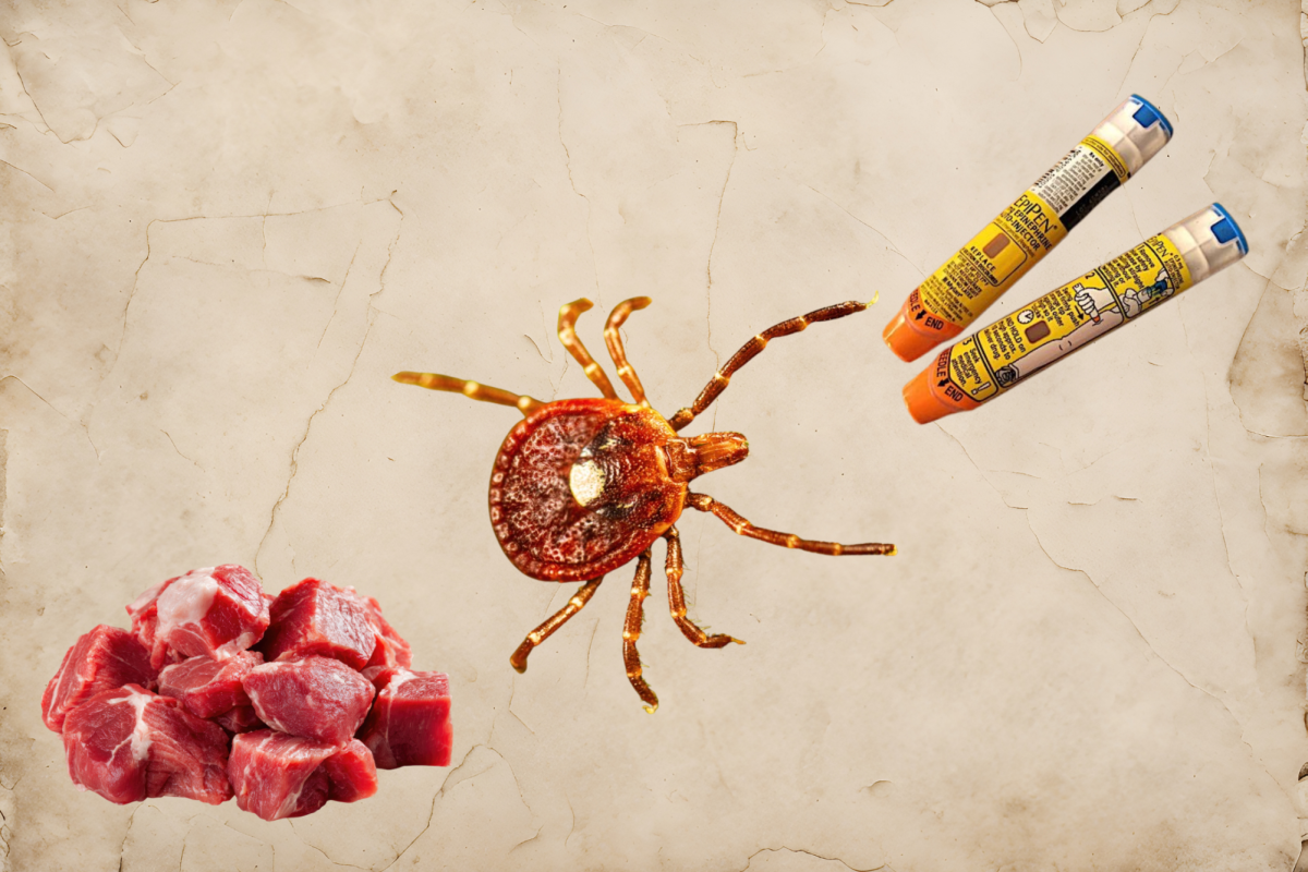 The lone star tick, identifiable by the white “lone star” on its back, can cause an allergy to red meat from its bite. Missouri has some of the highest rates of new cases in the U.S., as this allergy is becoming more common throughout the South and Midwest.
